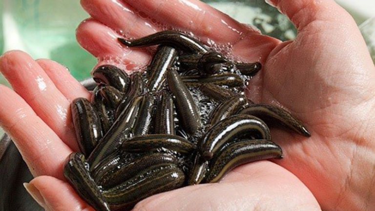 Лечение пиявками | Гирудотерапия пиявка медицинская